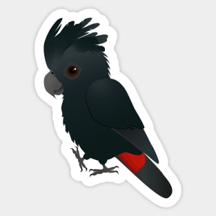 An illustration of a cute red tailed black cockatoo Sticker